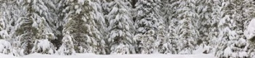 Snow covered pine trees  Deschutes National Forest  Oregon  USA Poster