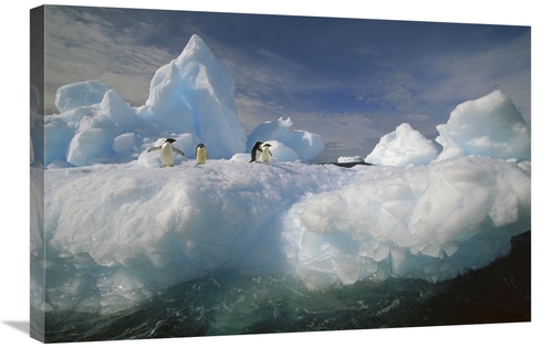 Global Gallery GCS-453464-2030-142 20 x 30 in. Adelie Penguin Group on