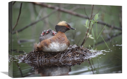 Global Gallery GCS-451896-1624-142 16 x 24 in. Horned Grebe on Nest wi