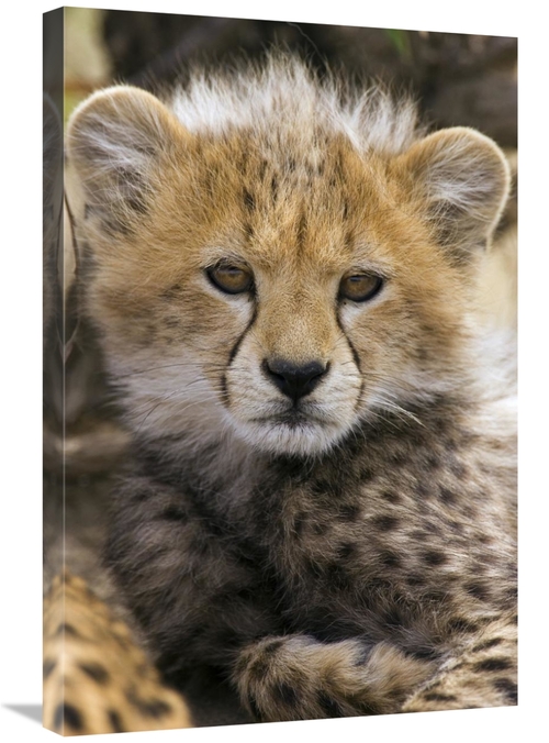 Global Gallery GCS-395838-2030-142 20 x 30 in. Cheetah Ten to Twelve W