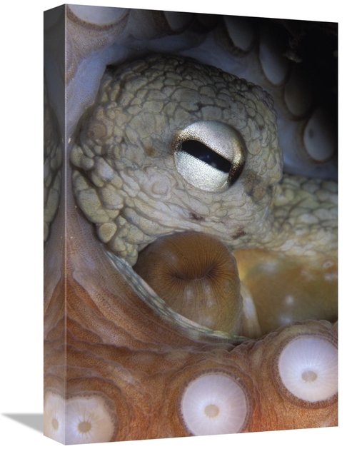 Global Gallery GCS-397591-1218-142 12 x 18 in. Common Octopus Close Up