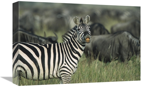 Global Gallery GCS-452551-1218-142 12 x 18 in. Burchells Zebra Male