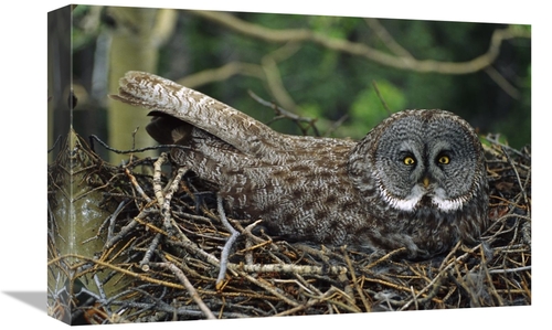 Global Gallery GCS-451923-1218-142 12 x 18 in. Great Gray Owl Incubati