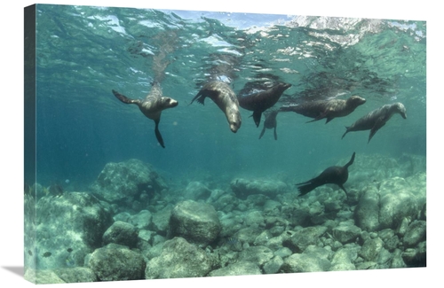 Global Gallery GCS-450622-2030-142 20 x 30 in. California Sea Lions Pl