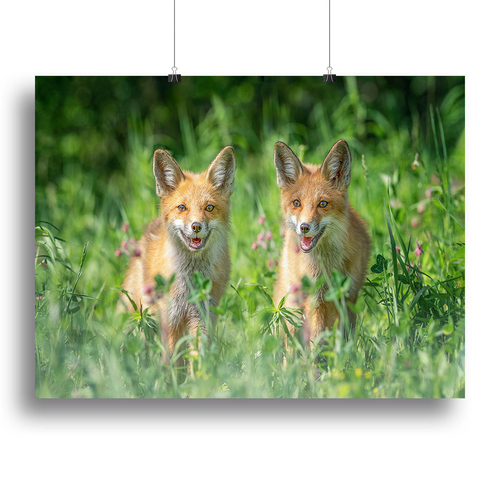 Foxes In Sprint Canvas Print or Poster