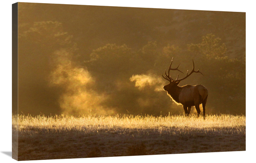 Global Gallery GCS-486570-36-142 36 in. Frosty Morning Bull Elk Art Pr