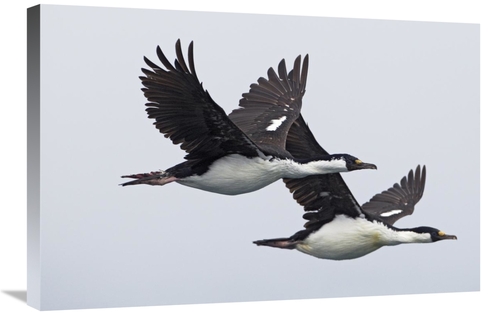 Global Gallery GCS-395323-2030-142 20 x 30 in. Blue-Eyed Cormorant Pai