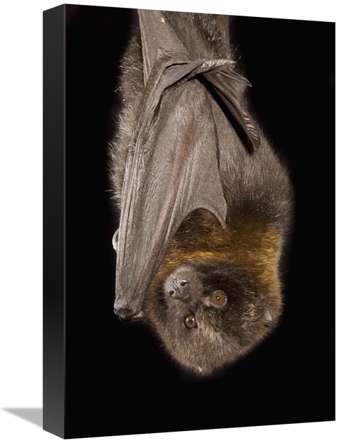 Global Gallery GCS-395712-1218-142 12 x 18 in. Rodrigues Flying Fox Ro