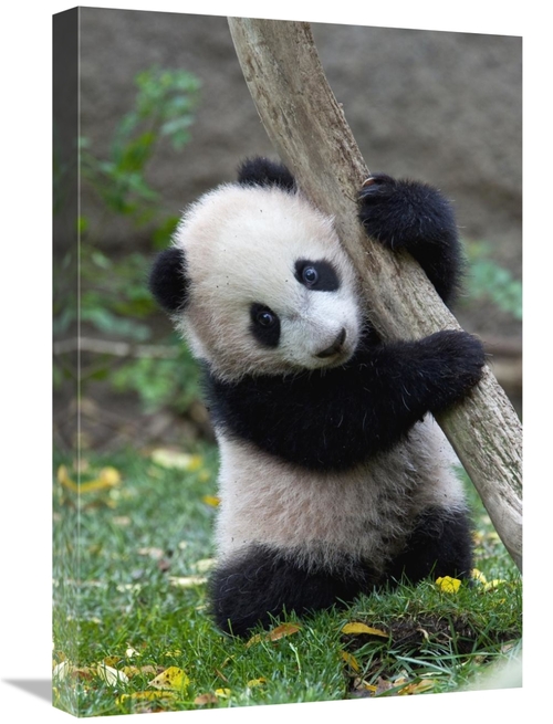 Global Gallery GCS-398139-1624-142 16 x 24 in. Giant Panda Cub, Na