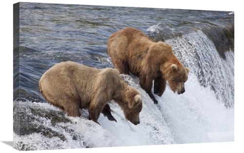 Global Gallery GCS-395489-2030-142 20 x 30 in. Grizzly Bear Males Wait