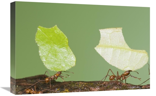 Global Gallery GCS-397336-1624-142 16 x 24 in. Leafcutter Ant Pair Car