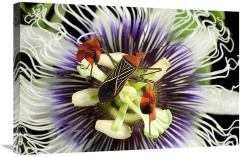 Global Gallery GCS-398549-2030-142 20 x 30 in. Flag-Footed Bug on Pass