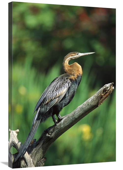 Global Gallery GCS-450823-2436-142 24 x 36 in. African Darter Portrait