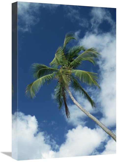 Global Gallery GCS-452544-1624-142 16 x 24 in. Coconut Palm Against Bl