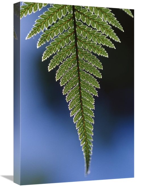 Global Gallery GCS-453508-1624-142 16 x 24 in. Fern Frond, New Zea