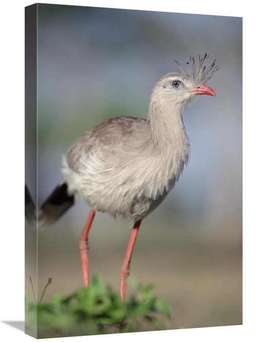 Global Gallery GCS-451472-1624-142 16 x 24 in. Red-Legged Seriema Fora