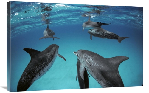 24 x 36 in. Atlantic Spotted Dolphin, Group of Adults & Juveniles&