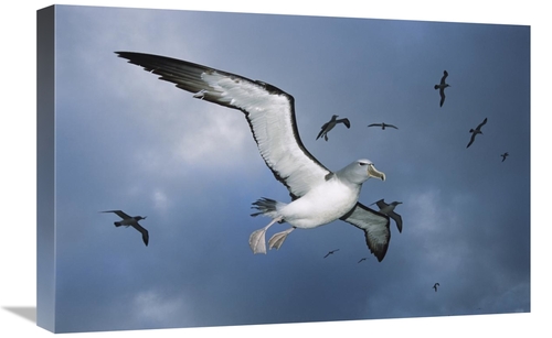16 x 24 in. Salvins Albatross Returning Colony, Bounty Islands,