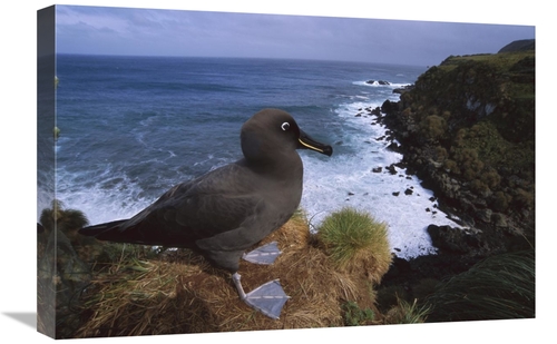Global Gallery GCS-451799-1624-142 16 x 24 in. Sooty Albatross on Clif