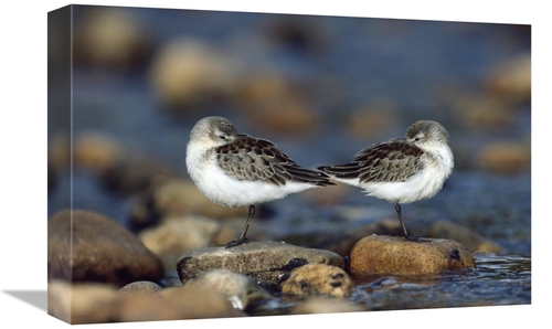 Global Gallery GCS-397094-1218-142 12 x 18 in. Western Sandpipers Pair