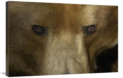 Global Gallery GCS-450891-2436-142 24 x 36 in. Grizzly Bear Portrait&#
