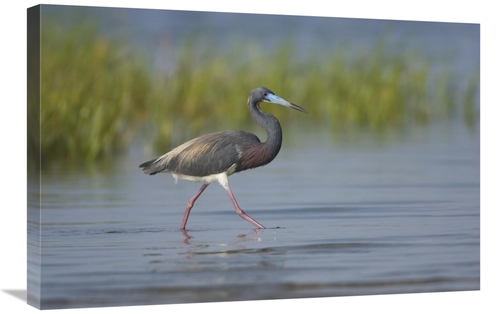 Global Gallery GCS-453361-2030-142 20 x 30 in. Tricolored Heron Foragi