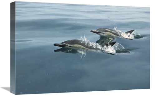 Global Gallery GCS-453443-1624-142 16 x 24 in. Common Dolphin Pair Sur