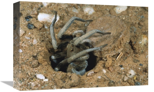 Global Gallery GCS-397451-1218-142 12 x 18 in. Forrests Wolf Spider Em