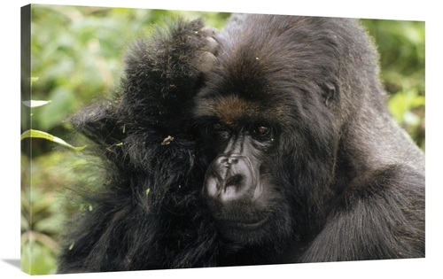 Global Gallery GCS-452815-2436-142 24 x 36 in. Mountain Gorilla Male&#