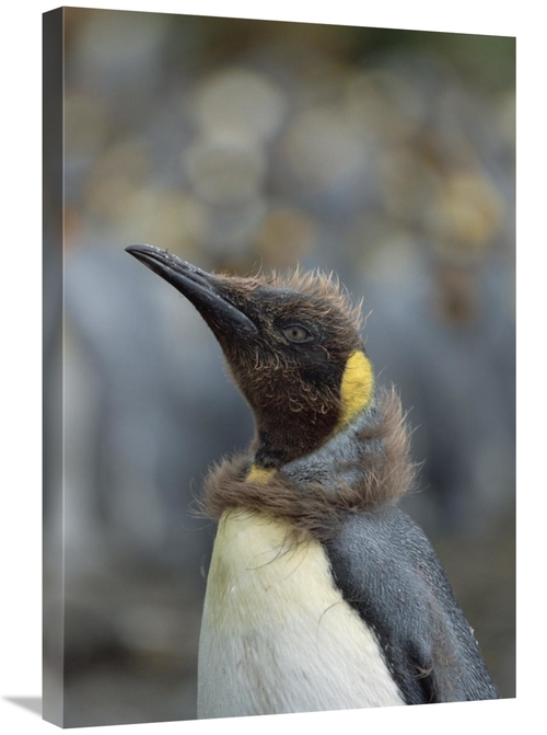 Global Gallery GCS-452448-2030-142 20 x 30 in. King Penguin Chick Molt