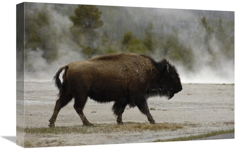 Global Gallery GCS-453101-1624-142 16 x 24 in. American Bison Male Nea