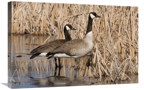 Global Gallery GCS-397414-2030-142 20 x 30 in. Canada Goose Pair in Fr