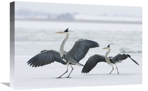 Global Gallery GCS-452602-1624-142 16 x 24 in. Grey Heron Pair in Wint