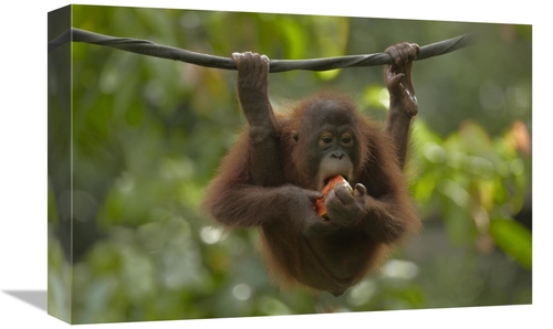 Global Gallery GCS-396409-1218-142 12 x 18 in. Orangutan Young Eating 