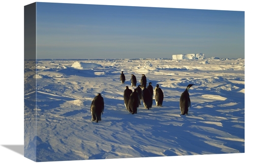 Global Gallery GCS-452390-1216-142 12 x 16 in. Emperor Penguin Group W
