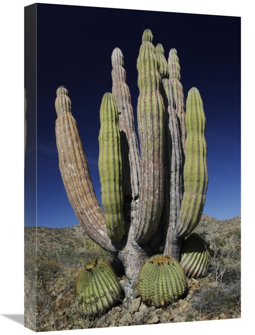 16 x 24 in. Cardon Cactus with Other Cacti At Base, Santa Catalina