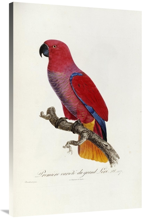 Global Gallery GCS-268245-44-142 44 in. Histoire Naturelle Des Perroqu