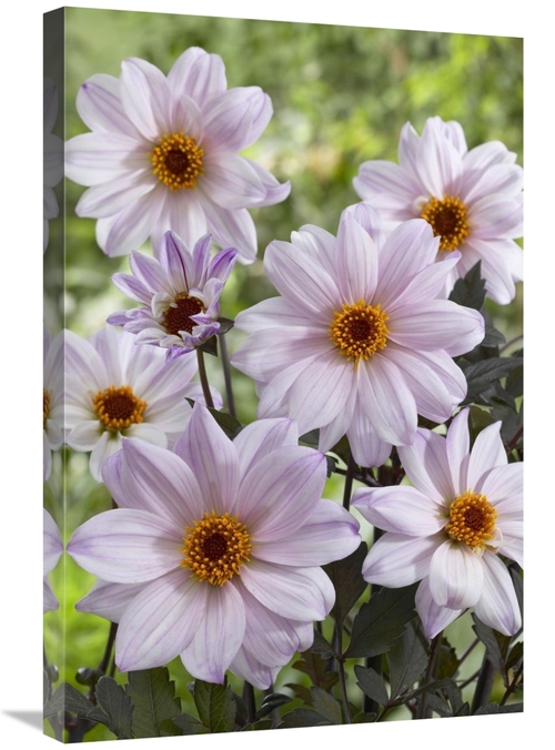 Global Gallery GCS-398395-2030-142 20 x 30 in. Dahlia Bishop of Leices