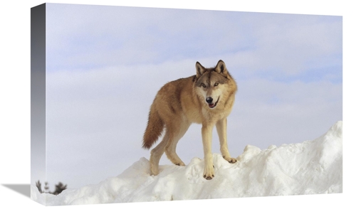 Global Gallery GCS-451961-1218-142 12 x 18 in. Timber Wolf Standing At