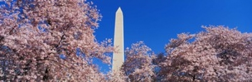 Panoramic Images PPI75381L Cherry Blossoms Washington Monument Poster 