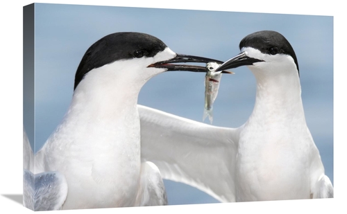 Global Gallery GCS-397475-1624-142 16 x 24 in. White-Fronted Tern in C