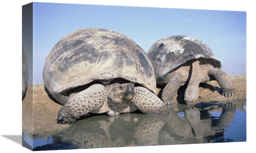 Global Gallery GCS-451563-1218-142 12 x 18 in. Volcan Alcedo Giant Tor