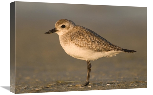 Global Gallery GCS-397340-1624-142 16 x 24 in. Black-Bellied Plover&#4