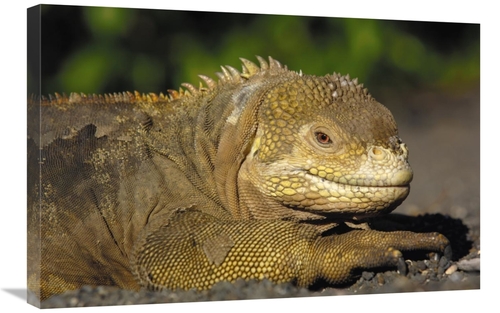Global Gallery GCS-453078-2030-142 20 x 30 in. Galapagos Land Iguana&#