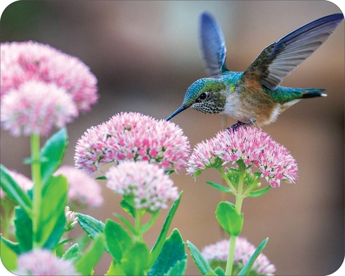 Wild Flowers & wild life  bird Art Mouse Pad Classic  7 x 9