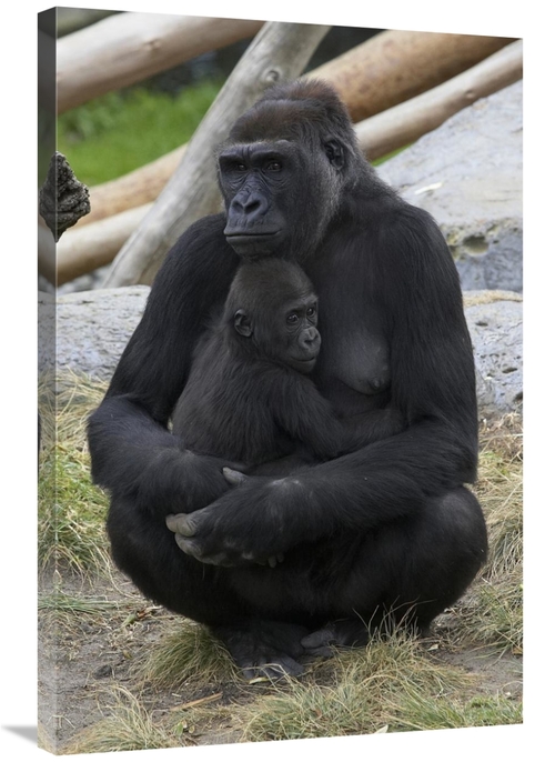 Global Gallery GCS-450901-2436-142 24 x 36 in. Western Lowland Gorilla