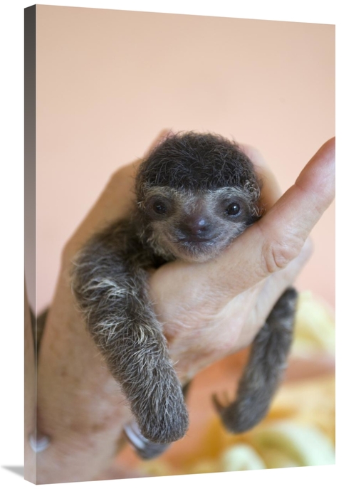 Global Gallery GCS-395795-2436-142 24 x 36 in. Brown-Throated Three-To