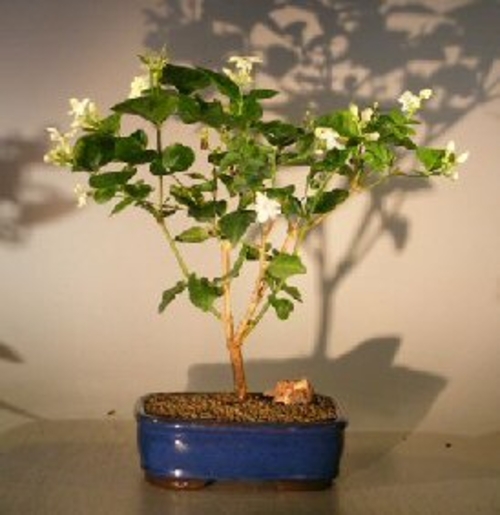 Flowering Arabian Jasmine(jasminum sambac)