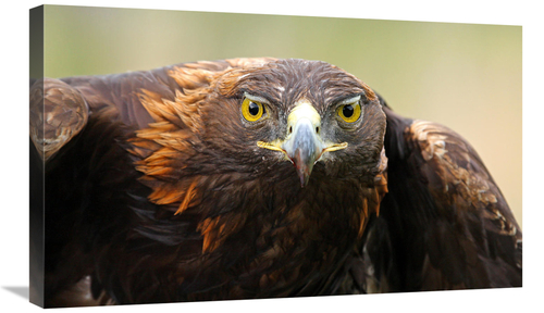 Global Gallery GCS-486525-30-142 30 in. Ready for Flight Art Print - V