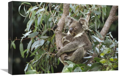 Global Gallery GCS-452835-1624-142 16 x 24 in. Koala Mother & Three Mo